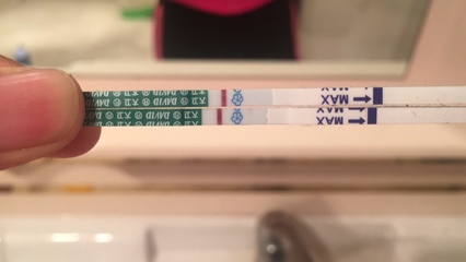 怀孕试孕纸图片