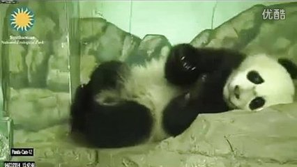 孕妇梦见傻子是胎梦吗