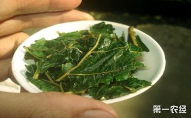 桑叶茶的功效与作用