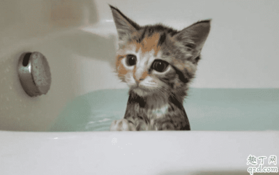 2个月大的小猫可以洗澡吗?小猫在养猫的第一天晚上睡在哪里