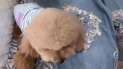梦见狗咬自己衣服不放