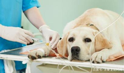 上海狗治疗胰腺炎要用多少钱