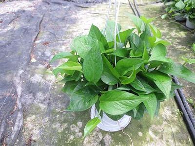 脂肪分解酶可以减肥吗?喝青叶青有什么副作用?