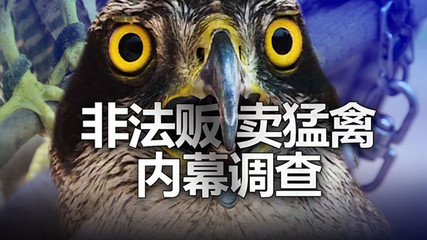 关于鸢的网名