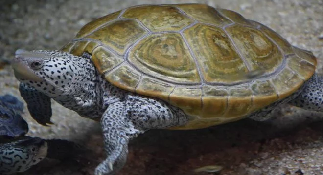 互动性最强的龟是什么品种(草龟互动训练的方法)