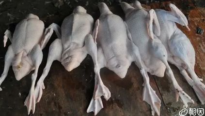 怀孕可以吃鸭肉