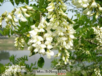 做梦梦见摘槐花