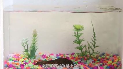 杭州魚缸哪里買最便宜實惠的水（杭州魚缸哪里買最便宜實惠的水泵）