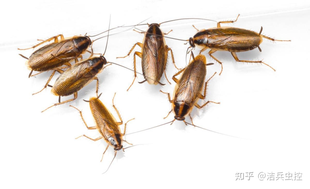 房间好多蟑螂怎么办