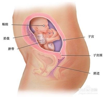 5个月胎儿一直动个不停