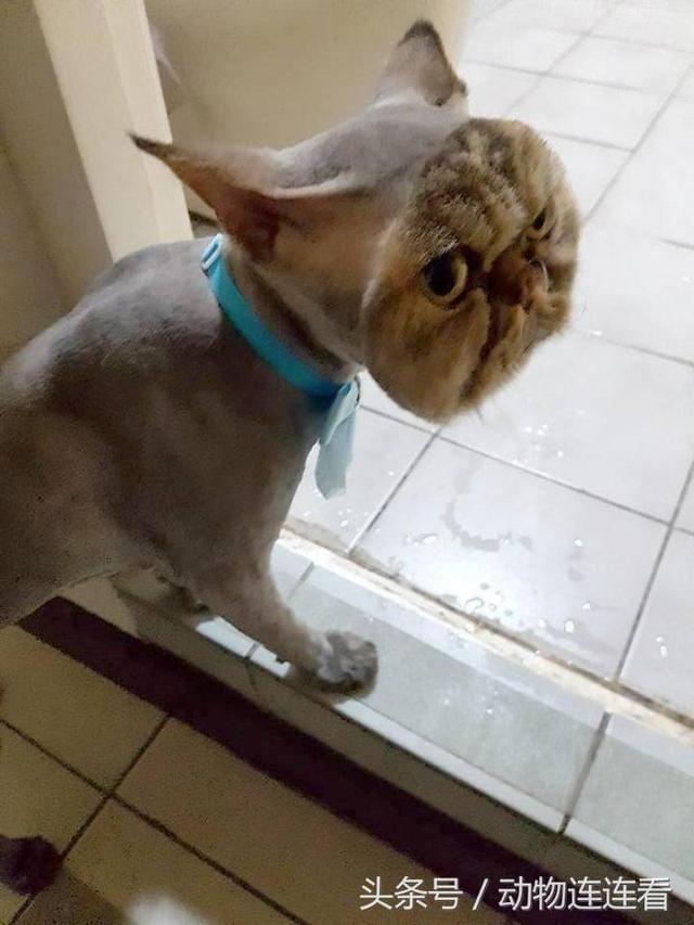 猫美容造型