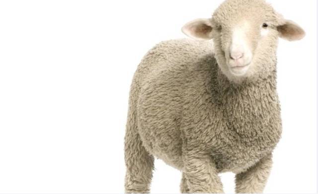 lamb和sheep在感情中的区别