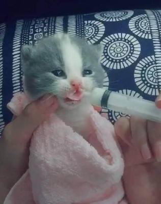 怎么给小猫喂奶粉