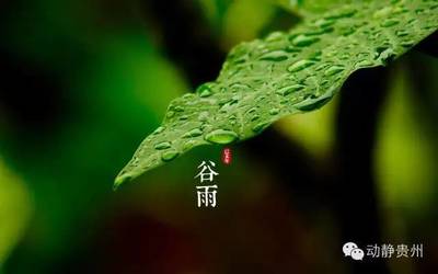 清明前茶叶的诗句