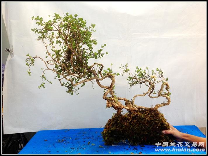 黄杨盆景修剪