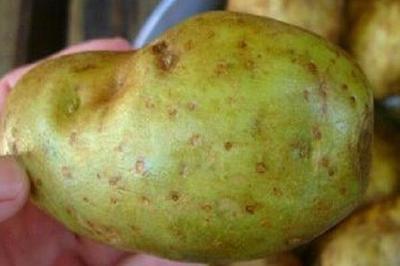 青土豆可以吃吗