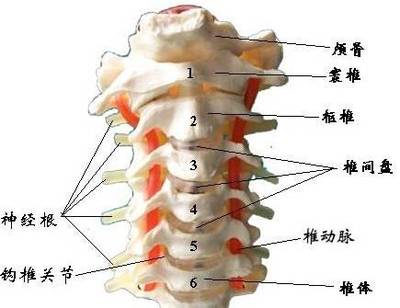 颈椎弯曲怎么治疗