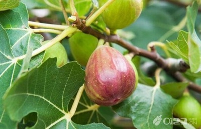 宝宝能吃无花果吗