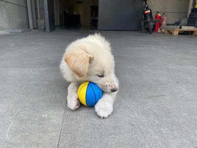 小白狗取名