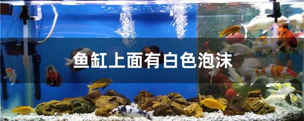 朔州魚缸售后維護(hù)中心 其他品牌魚缸