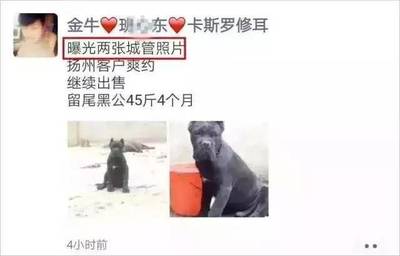 给狗取名字
