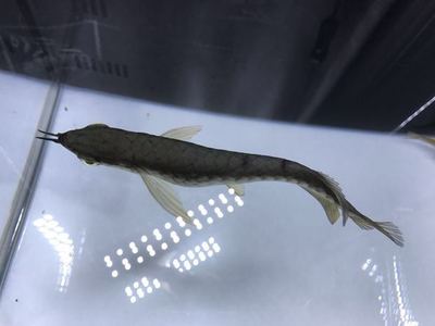 魚(yú)缸硫酸銅用法與用量比例（魚(yú)缸硫酸銅用法與用量比例圖）