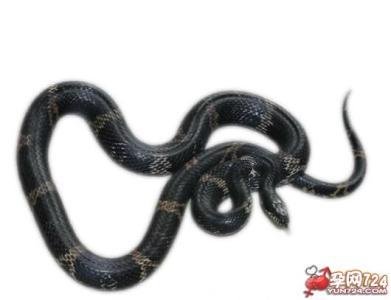 做梦梦到白蛇