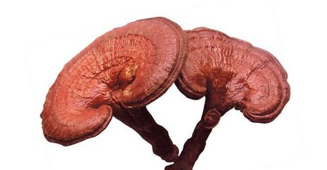 灵芝孕妇