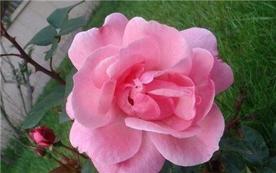 蓓蕾的寓意