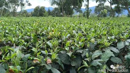 茶叶亩产