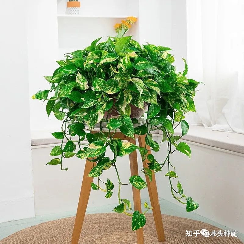 卧室适合养的植物