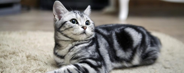 猫多久可以怀孕