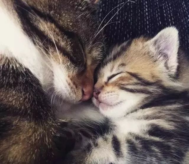 猫咪多大会怀孕