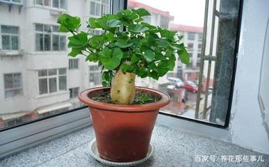 阳台红薯盆栽怎么种