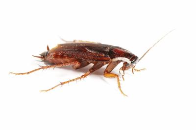 蟑螂最怕的是什么东西