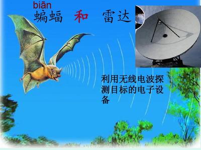 蝙蝠和雷达有什么关系