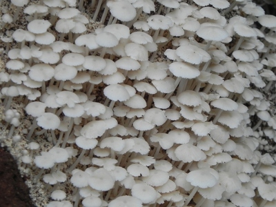 食用菌菇农产品出口加倍增长，同比增长