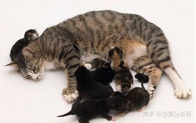 猫咪怀孕几个月生