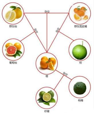 橙子与柚子有什么区别