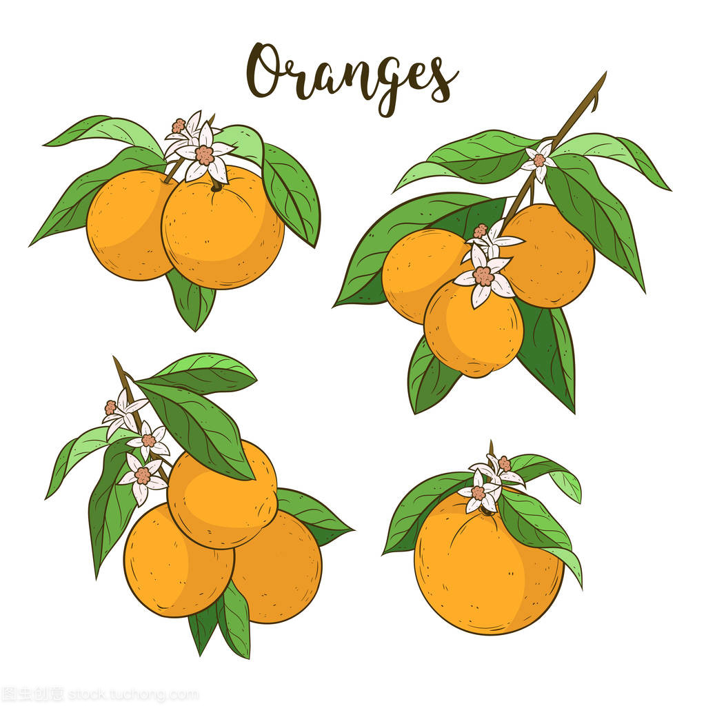 橘子树简笔画一步一步图片