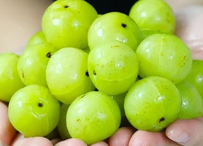 孕妇能吃油甘吗