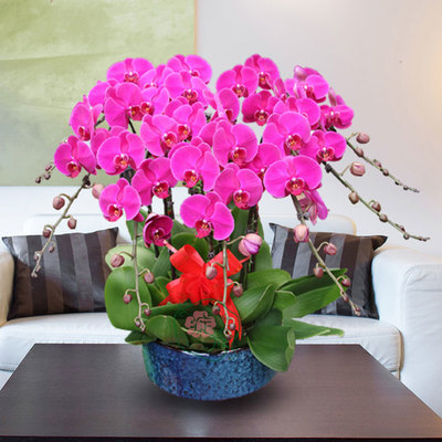 寓意发财的花
