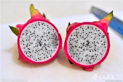 小宝宝能吃火龙果吗