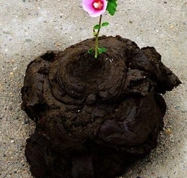 做梦梦到牛粪