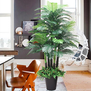 室内盆栽植物图片