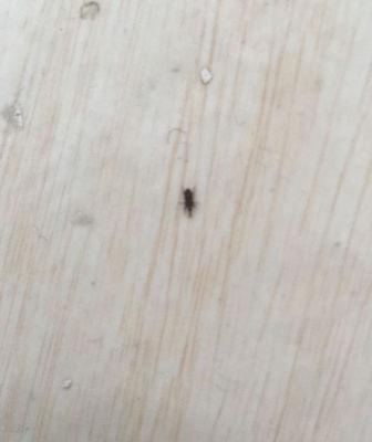 厨房有小虫怎么办