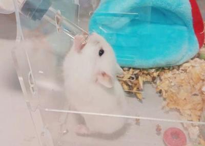 刚出生的仓鼠宝宝怎么养