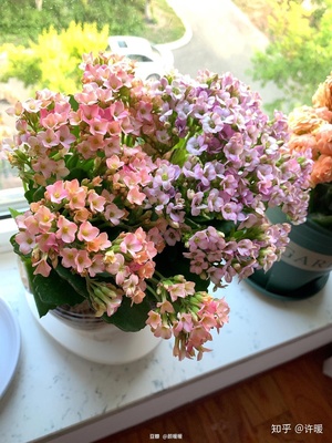 室内适合养的花