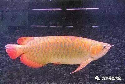 紅龍魚眼睛外凸什么原因(紅龍魚突眼) 廣州祥龍國際水族貿(mào)易