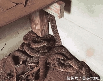 房子周围有蛇怎么办